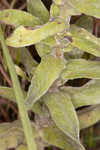 Pineland goldenaster